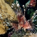 lionfish_common_nus_h_0705_png1723.jpg